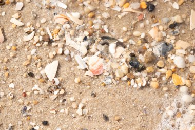 Kırmızımsı turuncu ve beyaz bir kabuğun canlı bir parçası kaba kumsala saçılmış çok sayıda daha küçük kabuk ve çakıl taşlarının arasında duruyor..