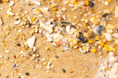 Kırmızımsı turuncu ve beyaz bir kabuğun canlı bir parçası kaba kumsala saçılmış çok sayıda daha küçük kabuk ve çakıl taşlarının arasında duruyor..