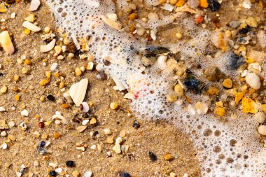 Kırmızımsı turuncu ve beyaz bir kabuğun canlı bir parçası kaba kumsala saçılmış çok sayıda daha küçük kabuk ve çakıl taşlarının arasında duruyor..