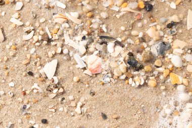 Kırmızımsı turuncu ve beyaz bir kabuğun canlı bir parçası kaba kumsala saçılmış çok sayıda daha küçük kabuk ve çakıl taşlarının arasında duruyor..