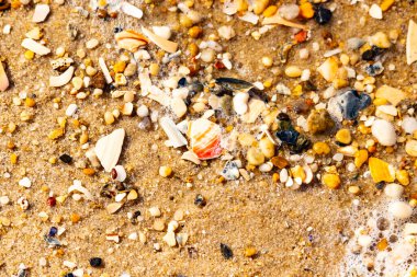 Kırmızımsı turuncu ve beyaz bir kabuğun canlı bir parçası kaba kumsala saçılmış çok sayıda daha küçük kabuk ve çakıl taşlarının arasında duruyor..