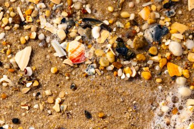 Kırmızımsı turuncu ve beyaz bir kabuğun canlı bir parçası kaba kumsala saçılmış çok sayıda daha küçük kabuk ve çakıl taşlarının arasında duruyor..
