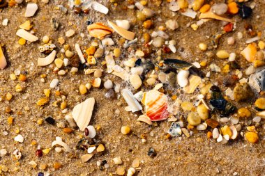 Kırmızımsı turuncu ve beyaz bir kabuğun canlı bir parçası kaba kumsala saçılmış çok sayıda daha küçük kabuk ve çakıl taşlarının arasında duruyor..