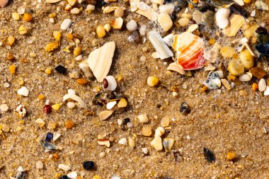 Kırmızımsı turuncu ve beyaz bir kabuğun canlı bir parçası kaba kumsala saçılmış çok sayıda daha küçük kabuk ve çakıl taşlarının arasında duruyor..