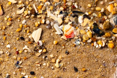 Kırmızımsı turuncu ve beyaz bir kabuğun canlı bir parçası kaba kumsala saçılmış çok sayıda daha küçük kabuk ve çakıl taşlarının arasında duruyor..