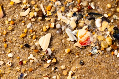 Kırmızımsı turuncu ve beyaz bir kabuğun canlı bir parçası kaba kumsala saçılmış çok sayıda daha küçük kabuk ve çakıl taşlarının arasında duruyor..