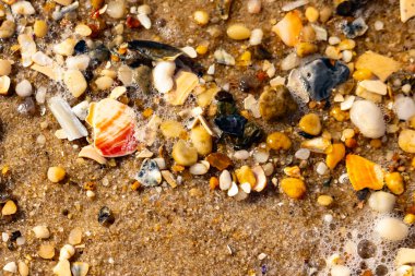 Kırmızımsı turuncu ve beyaz bir kabuğun canlı bir parçası kaba kumsala saçılmış çok sayıda daha küçük kabuk ve çakıl taşlarının arasında duruyor..