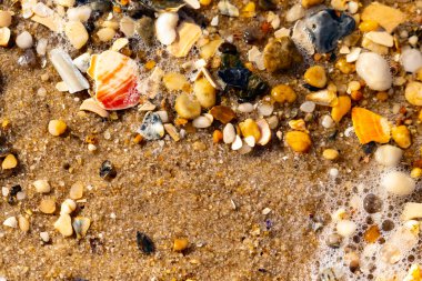 Kırmızımsı turuncu ve beyaz bir kabuğun canlı bir parçası kaba kumsala saçılmış çok sayıda daha küçük kabuk ve çakıl taşlarının arasında duruyor..