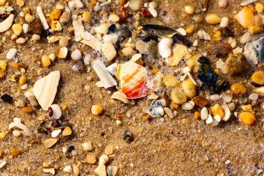 Kırmızımsı turuncu ve beyaz bir kabuğun canlı bir parçası kaba kumsala saçılmış çok sayıda daha küçük kabuk ve çakıl taşlarının arasında duruyor..