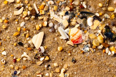 Kırmızımsı turuncu ve beyaz bir kabuğun canlı bir parçası kaba kumsala saçılmış çok sayıda daha küçük kabuk ve çakıl taşlarının arasında duruyor..