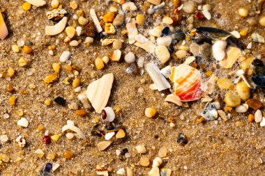 Kırmızımsı turuncu ve beyaz bir kabuğun canlı bir parçası kaba kumsala saçılmış çok sayıda daha küçük kabuk ve çakıl taşlarının arasında duruyor..