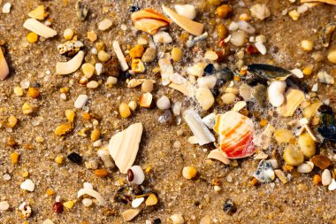 Kırmızımsı turuncu ve beyaz bir kabuğun canlı bir parçası kaba kumsala saçılmış çok sayıda daha küçük kabuk ve çakıl taşlarının arasında duruyor..