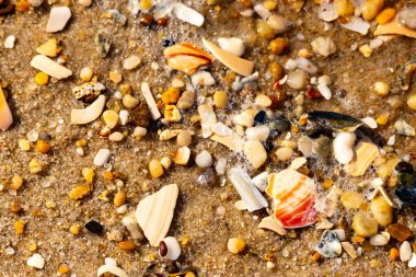 Kırmızımsı turuncu ve beyaz bir kabuğun canlı bir parçası kaba kumsala saçılmış çok sayıda daha küçük kabuk ve çakıl taşlarının arasında duruyor..