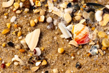 Kırmızımsı turuncu ve beyaz bir kabuğun canlı bir parçası kaba kumsala saçılmış çok sayıda daha küçük kabuk ve çakıl taşlarının arasında duruyor..