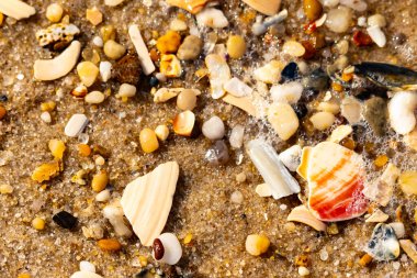 Kırmızımsı turuncu ve beyaz bir kabuğun canlı bir parçası kaba kumsala saçılmış çok sayıda daha küçük kabuk ve çakıl taşlarının arasında duruyor..