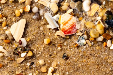 Kırmızımsı turuncu ve beyaz bir kabuğun canlı bir parçası kaba kumsala saçılmış çok sayıda daha küçük kabuk ve çakıl taşlarının arasında duruyor..