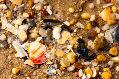 Kırmızımsı turuncu ve beyaz bir kabuğun canlı bir parçası kaba kumsala saçılmış çok sayıda daha küçük kabuk ve çakıl taşlarının arasında duruyor..