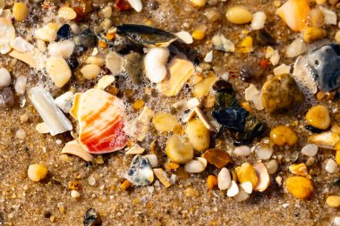 Kırmızımsı turuncu ve beyaz bir kabuğun canlı bir parçası kaba kumsala saçılmış çok sayıda daha küçük kabuk ve çakıl taşlarının arasında duruyor..