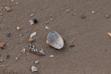 Yanardöner mavi ve beyaz bir kabuk, daha küçük, renkli kabuk parçaları ve çakıl taşları eşliğinde, kaba kum üzerinde durmaktadır. Plaj bulguları.