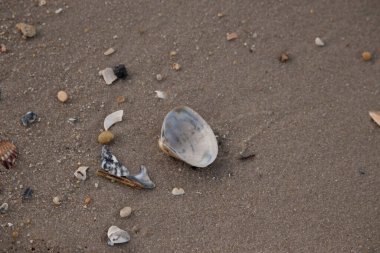 Yanardöner mavi ve beyaz bir kabuk, daha küçük, renkli kabuk parçaları ve çakıl taşları eşliğinde, kaba kum üzerinde durmaktadır. Plaj bulguları.
