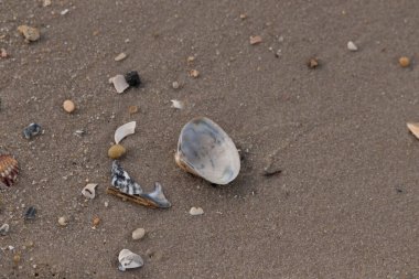 Yanardöner mavi ve beyaz bir kabuk, daha küçük, renkli kabuk parçaları ve çakıl taşları eşliğinde, kaba kum üzerinde durmaktadır. Plaj bulguları.