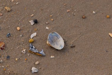 Yanardöner mavi ve beyaz bir kabuk, daha küçük, renkli kabuk parçaları ve çakıl taşları eşliğinde, kaba kum üzerinde durmaktadır. Plaj bulguları.