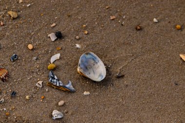 Yanardöner mavi ve beyaz bir kabuk, daha küçük, renkli kabuk parçaları ve çakıl taşları eşliğinde, kaba kum üzerinde durmaktadır. Plaj bulguları.