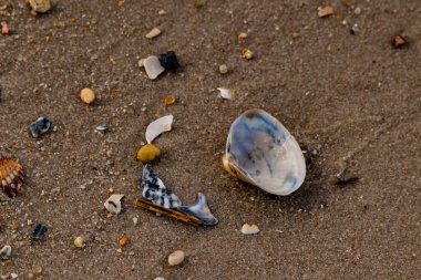 Yanardöner mavi ve beyaz bir kabuk, daha küçük, renkli kabuk parçaları ve çakıl taşları eşliğinde, kaba kum üzerinde durmaktadır. Plaj bulguları.