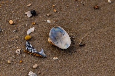 Yanardöner mavi ve beyaz bir kabuk, daha küçük, renkli kabuk parçaları ve çakıl taşları eşliğinde, kaba kum üzerinde durmaktadır. Plaj bulguları.