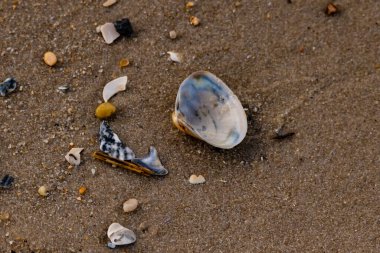Yanardöner mavi ve beyaz bir kabuk, daha küçük, renkli kabuk parçaları ve çakıl taşları eşliğinde, kaba kum üzerinde durmaktadır. Plaj bulguları.