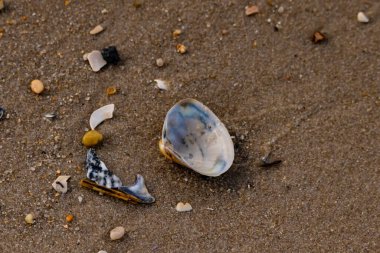 Yanardöner mavi ve beyaz bir kabuk, daha küçük, renkli kabuk parçaları ve çakıl taşları eşliğinde, kaba kum üzerinde durmaktadır. Plaj bulguları.