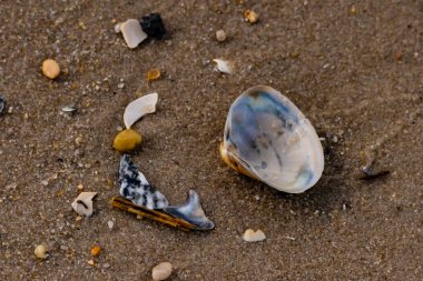 Yanardöner mavi ve beyaz bir kabuk, daha küçük, renkli kabuk parçaları ve çakıl taşları eşliğinde, kaba kum üzerinde durmaktadır. Plaj bulguları.