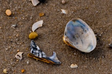 Yanardöner mavi ve beyaz bir kabuk, daha küçük, renkli kabuk parçaları ve çakıl taşları eşliğinde, kaba kum üzerinde durmaktadır. Plaj bulguları.