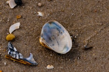 Yanardöner mavi ve beyaz bir kabuk, daha küçük, renkli kabuk parçaları ve çakıl taşları eşliğinde, kaba kum üzerinde durmaktadır. Plaj bulguları.
