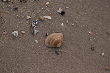 Bir deniz tarağı, muhtemelen Atlantik sörfü istiridyesi, dokulu kuma üzerine kuruludur. Pürüzsüz, bronzlaşmış ve kahverengi kabuğu zarif bir şekilde kıvrılır. Küçük molozlar kumlu yüzeyi dağıtır..