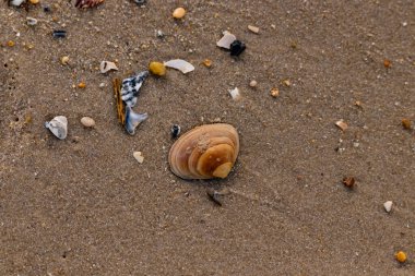 Bir deniz tarağı, muhtemelen Atlantik sörfü istiridyesi, dokulu kuma üzerine kuruludur. Pürüzsüz, bronzlaşmış ve kahverengi kabuğu zarif bir şekilde kıvrılır. Küçük molozlar kumlu yüzeyi dağıtır..