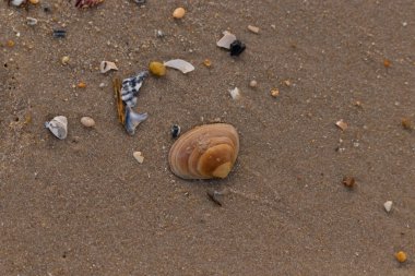 Bir deniz tarağı, muhtemelen Atlantik sörfü istiridyesi, dokulu kuma üzerine kuruludur. Pürüzsüz, bronzlaşmış ve kahverengi kabuğu zarif bir şekilde kıvrılır. Küçük molozlar kumlu yüzeyi dağıtır..
