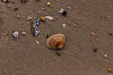 Bir deniz tarağı, muhtemelen Atlantik sörfü istiridyesi, dokulu kuma üzerine kuruludur. Pürüzsüz, bronzlaşmış ve kahverengi kabuğu zarif bir şekilde kıvrılır. Küçük molozlar kumlu yüzeyi dağıtır..
