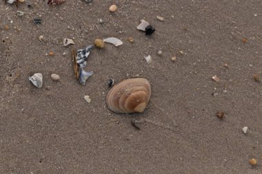 Bir deniz tarağı, muhtemelen Atlantik sörfü istiridyesi, dokulu kuma üzerine kuruludur. Pürüzsüz, bronzlaşmış ve kahverengi kabuğu zarif bir şekilde kıvrılır. Küçük molozlar kumlu yüzeyi dağıtır..
