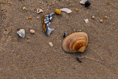 Bir deniz tarağı, muhtemelen Atlantik sörfü istiridyesi, dokulu kuma üzerine kuruludur. Pürüzsüz, bronzlaşmış ve kahverengi kabuğu zarif bir şekilde kıvrılır. Küçük molozlar kumlu yüzeyi dağıtır..