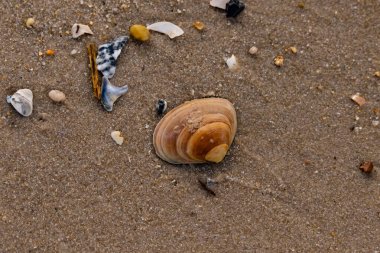 Bir deniz tarağı, muhtemelen Atlantik sörfü istiridyesi, dokulu kuma üzerine kuruludur. Pürüzsüz, bronzlaşmış ve kahverengi kabuğu zarif bir şekilde kıvrılır. Küçük molozlar kumlu yüzeyi dağıtır..