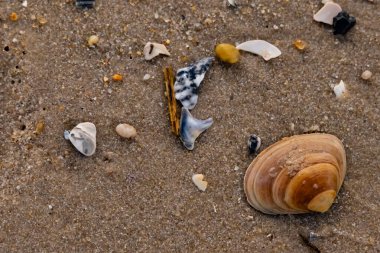 Bir deniz tarağı, muhtemelen Atlantik sörfü istiridyesi, dokulu kuma üzerine kuruludur. Pürüzsüz, bronzlaşmış ve kahverengi kabuğu zarif bir şekilde kıvrılır. Küçük molozlar kumlu yüzeyi dağıtır..