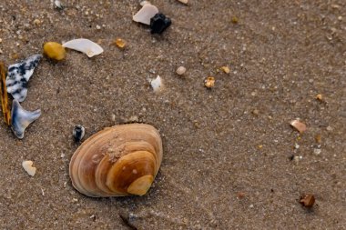 Bir deniz tarağı, muhtemelen Atlantik sörfü istiridyesi, dokulu kuma üzerine kuruludur. Pürüzsüz, bronzlaşmış ve kahverengi kabuğu zarif bir şekilde kıvrılır. Küçük molozlar kumlu yüzeyi dağıtır..