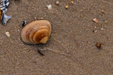 Bir deniz tarağı, muhtemelen Atlantik sörfü istiridyesi, dokulu kuma üzerine kuruludur. Pürüzsüz, bronzlaşmış ve kahverengi kabuğu zarif bir şekilde kıvrılır. Küçük molozlar kumlu yüzeyi dağıtır..