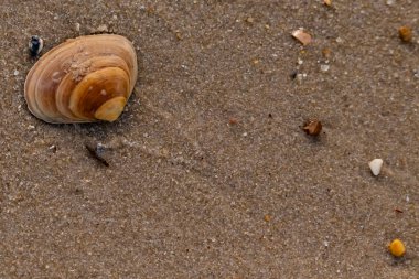 Bir deniz tarağı, muhtemelen Atlantik sörfü istiridyesi, dokulu kuma üzerine kuruludur. Pürüzsüz, bronzlaşmış ve kahverengi kabuğu zarif bir şekilde kıvrılır. Küçük molozlar kumlu yüzeyi dağıtır..