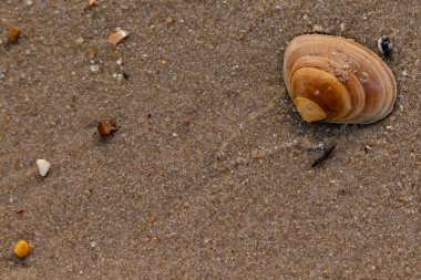Bir deniz tarağı, muhtemelen Atlantik sörfü istiridyesi, dokulu kuma üzerine kuruludur. Pürüzsüz, bronzlaşmış ve kahverengi kabuğu zarif bir şekilde kıvrılır. Küçük molozlar kumlu yüzeyi dağıtır..