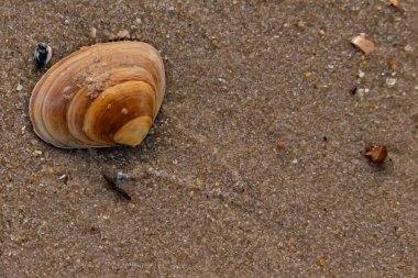 Bir deniz tarağı, muhtemelen Atlantik sörfü istiridyesi, dokulu kuma üzerine kuruludur. Pürüzsüz, bronzlaşmış ve kahverengi kabuğu zarif bir şekilde kıvrılır. Küçük molozlar kumlu yüzeyi dağıtır..