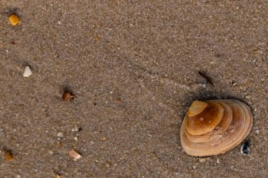 Bir deniz tarağı, muhtemelen Atlantik sörfü istiridyesi, dokulu kuma üzerine kuruludur. Pürüzsüz, bronzlaşmış ve kahverengi kabuğu zarif bir şekilde kıvrılır. Küçük molozlar kumlu yüzeyi dağıtır..