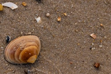Bir deniz tarağı, muhtemelen Atlantik sörfü istiridyesi, dokulu kuma üzerine kuruludur. Pürüzsüz, bronzlaşmış ve kahverengi kabuğu zarif bir şekilde kıvrılır. Küçük molozlar kumlu yüzeyi dağıtır..