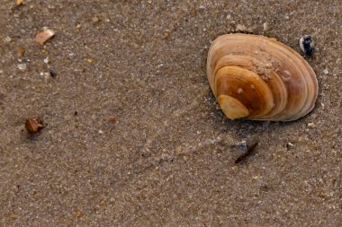 Bir deniz tarağı, muhtemelen Atlantik sörfü istiridyesi, dokulu kuma üzerine kuruludur. Pürüzsüz, bronzlaşmış ve kahverengi kabuğu zarif bir şekilde kıvrılır. Küçük molozlar kumlu yüzeyi dağıtır..